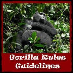 A typical example: Gorilla Trekking http://www.