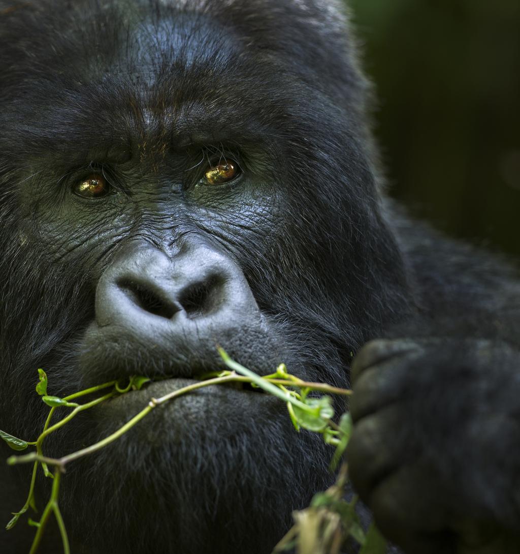 Call of the Congo: Saving Virunga s Gorillas DAY BY DAY ITINERARY gorilla and chimpanzee safari group departure info@deeperafrica.