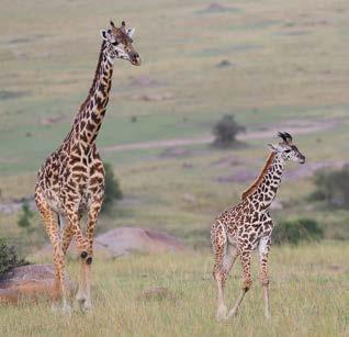 experience the Serengeti on foot, letting you further connect with its sights and sounds.