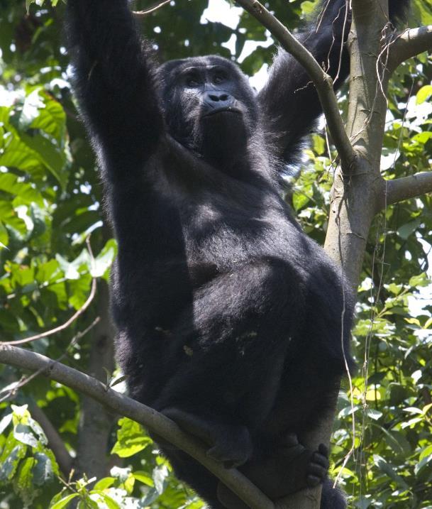 DAY 11 GORILLA FOREST CAMP BWINDI IMPENETRABLE FOREST After breakfast, you ll move to the northern end of the park.