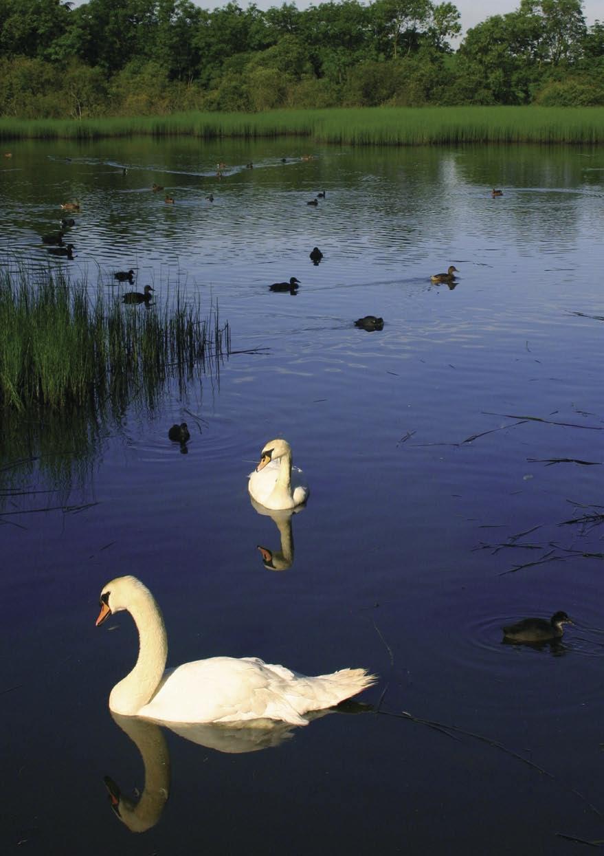The West Pond at Kinneil Estate. Report produced by The PR Store on behalf of The Friends of Kinneil.