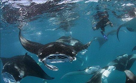 Conservation snorkeling meet the gentle giants Snorkeling excursions to discover the astonishing tropical