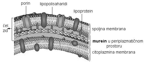 12 Opšta bakteriologija Osim mureina, u ćelijskom zidu Gram-pozitivnih bakterija nalaze se tejhojne kiseline. To su polimeri hemijski modifikovane glukoze ili glicerola povezane s fosfatima.