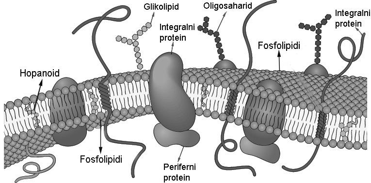 Opšta bakteriologija 13 Citoplazmina membrana Citoplazmina membrana se nalazi ispod ćelijskog zida i obavija citoplazmu. Veoma je tanka, debljine 5-10 nm i vidi se samo pod elektronskim mikroskopom.