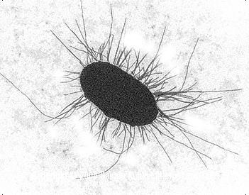 Opšta bakteriologija 23 Npr.kod Escherichia coli broj obrtaja je 270 u sekundi, a kod Vibrio alginolyticus je 1100.