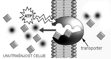 Opšta bakteriologija 29 Aktivni transport materija se odvija uz utrošak energije, bez obzira na koncentraciju materije u ćeliji i spoljnoj sredini (slika 24). Slika 24.