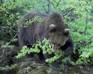 Risnjak National park Tri velike zveri rjavi medved (Ursus arctos), volk (Canis lupus) in ris (Lynx lynx) uživajo posebno varstvo na evropski ravni.