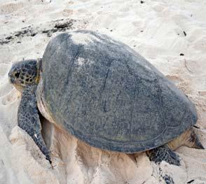 Turtle Island Heritage Protected Area (TIHPA) A transboundary agreement for the conservation and protection of marine turtles between Malaysia