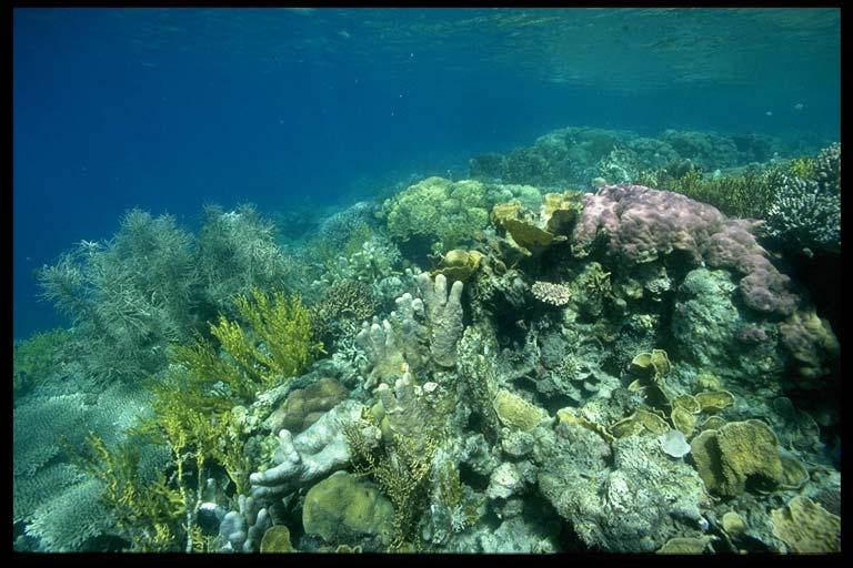 Around 500 of almost 800 known coral species in the world is found in the Philippines
