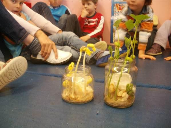Otroci so v jutranjem krogu primerjali rastline fižola, ki so uspevale na svetlobi in rastline fižola iz temnega prostora.