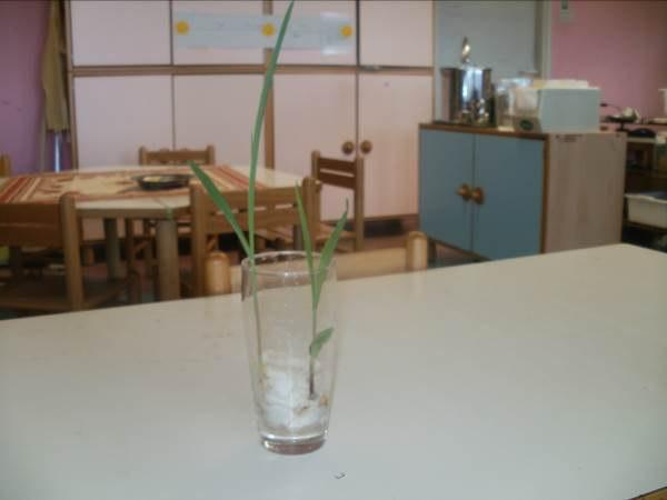 Steblo pri rastlini koruze v notranjem prostoru je zraslo še za 2 ali 3 cm. Listi so drobne, zelene barve. Otroci so videli, kakšne oblike so koruzni listi.