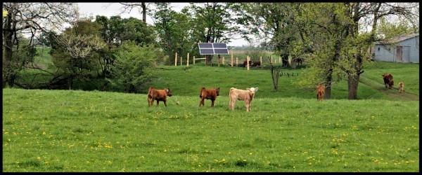 Bully Redemption: Installed Solar Powered Alternative Water Source for Livestock. Above: Victims no longer!