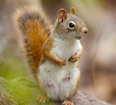 Unlike gray squirrels, red squirrels are a northern species that reaches the southern edge of their range just south of the Smokies in the highlands of South Carolina.