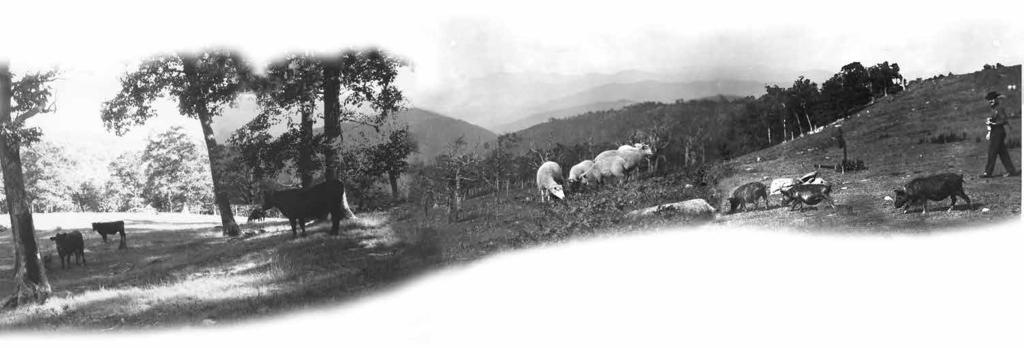 smokies history When Summer s in the Meadow Grazing livestock on the Grassy Balds by Rose Houk or at least a century before the Great Smokies became a national park, livestock were driven up onto the
