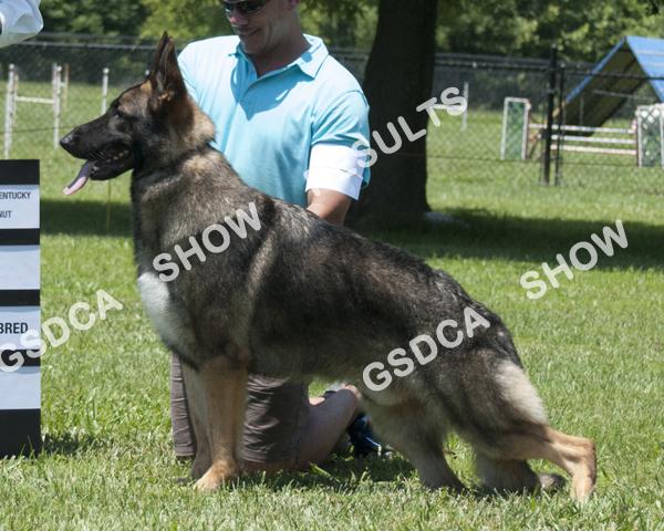 12 -- 18 mos 3 AM: Abs PM: Abs SCHNEIDERHOFS THE BLACK KNIGHT OF FOOTHILLS. DN42120405. Dog. 01/21/2015. Breeder: Nancy D. Schneider. By: CH Chablis Who Oat V Stylistic X Liberty's Dress Rehearsal.