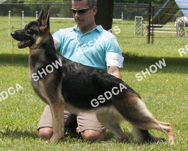 Open Bitches 14 AM: 2 nd PM: 2 nd TARA'S ONE TO REMEMBER. DN37871104. Bitch. 09/14/2013. Breeder: Jon B White. By: GCH Laugh And The Whole World Laughs Of Eden X CH JDM's Delila Of Tanglewood.