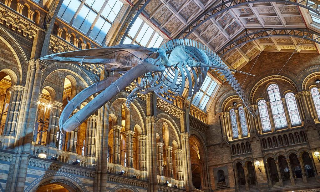 MUSEUMS Natural History Museum The museum is home to life and earth science specimens comprising some 70 million items.