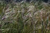 Chilean Needle Grass