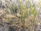 Barnyardgrass Echinochloa crus-galli