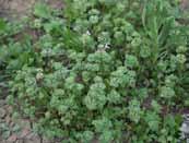 Rhodes grass Chloris virgata