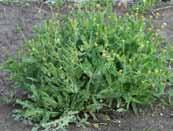 Water Management Narrow leaf fumitory/