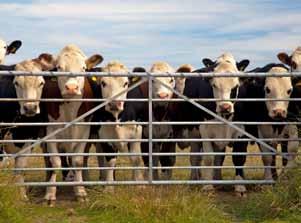 Livestock Animal welfare legislation & livestock transport The Australian Animal Welfare Standards for the Land Transport of Livestock (the Standards) define specific requirements in relation to