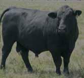 Stud Breeders Guide - Cattle - Beef - Angus 45 A.J.M. www.ajmlivestocksolutions.com.au Laggan Cummins Rd...5928 4245 Abbott Armidale Bundarra Rd...6772 6112 Abington Uralla Abington.