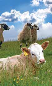 48 Stud Breeders Guide - Cattle - Beef - Angus - Cont d STUD BREEDERS GUIDE Cattle - Beef - Angus - Cont d Wilano Birriwa Birriwa Station...6375 1114 Willowlea Glen Elgin 1071 Glen Elgin Rd.