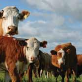 Stud Breeders Guide - Cattle - Beef - Santa Gertrudis 61 Agvac Pastoral Gunnedah PO Box 835...6742 5789 Aree Holdings Pty Ltd West Gosford U3/13 Gibbens Rd...4322 7997 Atkinson Yeoval 1259 Gullendah Rd.