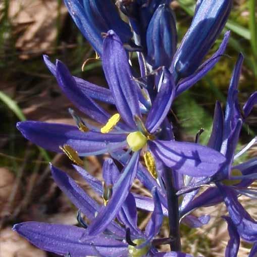 The Islands Trust Fund s Plan for Conservation Cover: Mt. Maxwell, Salt Spring Island. Photo: D Wyndham Back: Camas lily.