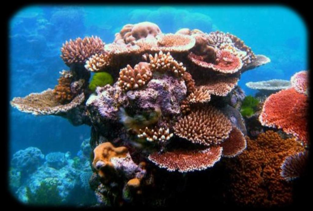 CORAL REEF Provisioning services Int.