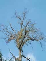 Stabla hrasta lužnjaka s malim (a i b) i velikim stupnjevima osutosti krošanja (c i d) Figure 3 Trees of pedunculate oak with less (a and b) and high defoliation degrees (c and d) 3.
