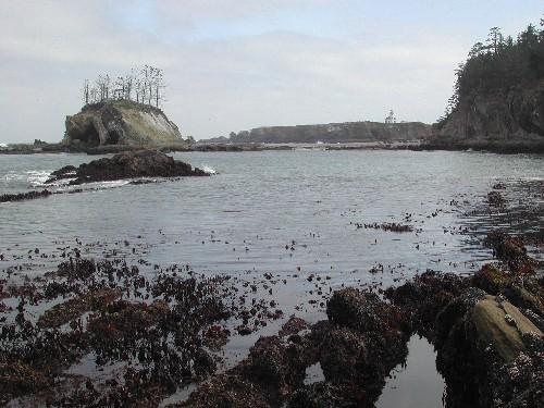 OPRD discourages harvesting intertidal algae in ODFW specially managed areas, including research reserves.