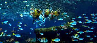 - Thủy cung Vinpearlland Aquarium: có diện tích gần 4.000 m 2, hội tụ hàng ngàn loài sinh vật với hơn 30.