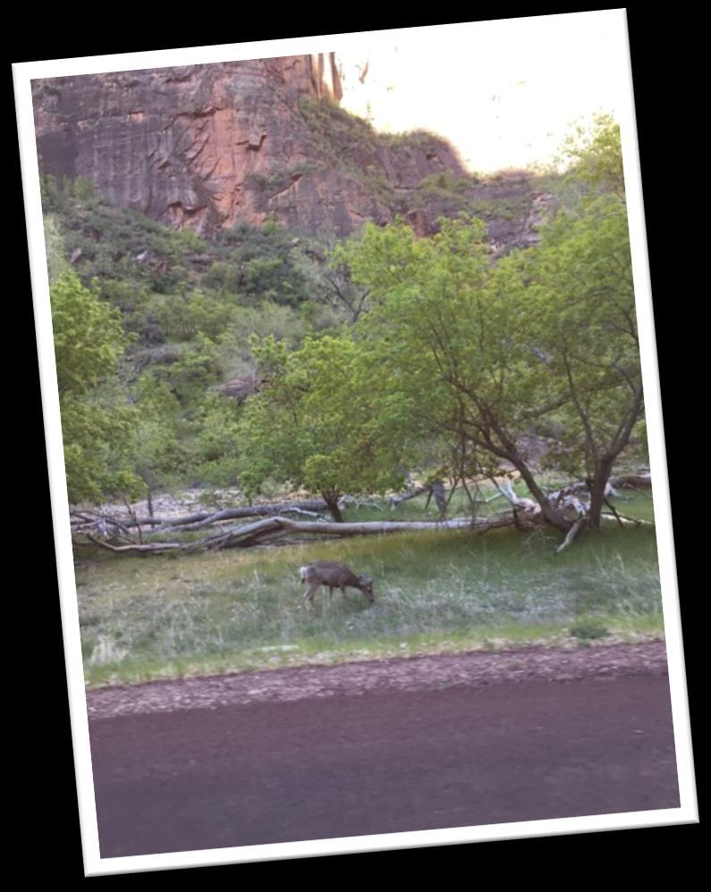 Spring Rally at Zion National Park Dale and