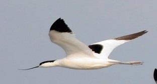 ECONOMY Goa bird festival to offer pelagic avian tour The second edition of the Goa Bird Festival will be held from January 12 to 14.