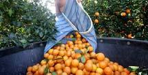 sugar cane Double-cropping possible Winter vegetables 33 34 Citrus Introduced by Spanish in