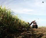 Sugar Cane Sugar cane needs warm temperatures, lots of rain and a long growing season.