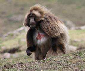 V. "SPECIAL FAMILY" TOUR Red heart Gelada 8 days/7 nights This tour, as well as the following one, has the advantage to have less kilometers by car and more time to spend in the places that are