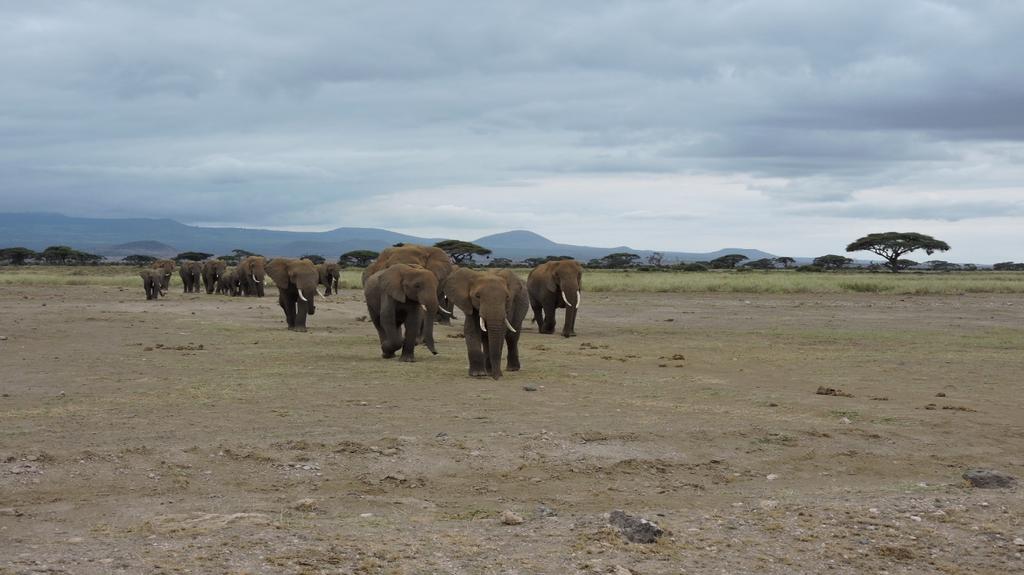 DAY 3: ARUSHA/TARANGIRE NATIONAL PARK This morning, travel by road to Tarangire National Park, home to herds of as many as 500 elephants, as well as a large variety of plains game.