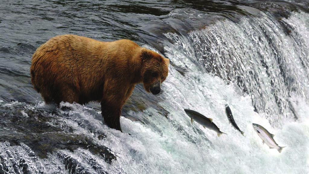 Trip Add-Ons Do you dream of dipping your toe in the Arctic Ocean? Would you like to witness bears in the wild fishing for salmon?