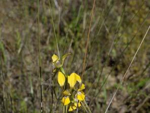 3.2.2 Threatened species Two threatened flora species are present within the western offset area; the Pine Donkey Orchid (Diuris tricolor) and Silky Swainson pea (Swainsona sericea) (Figure 3 5).