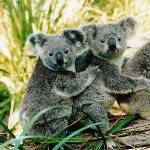 Cuddle a koala, take photos with the adorable marsupials (own expense), and perhaps catch a talk by the koala s keepers.