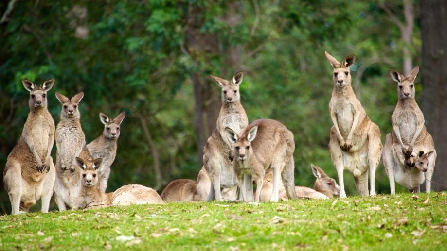 You can also feed the kangaroos and wallabies or watch a sheepdog show where you see the hardworking dogs round up a herd of sheep, responding to their master s