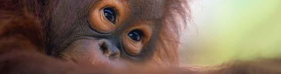 Orangutan Adventure Location: Sabah, Malaysian Borneo.