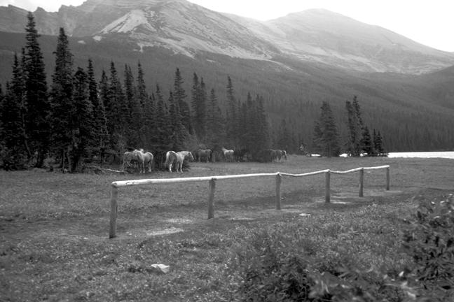 4.2 Wilderness Management After the Leopold Report, the second major influence on Glacier s resource management in the last third of the twentieth century was the Wilderness Act of 1964.