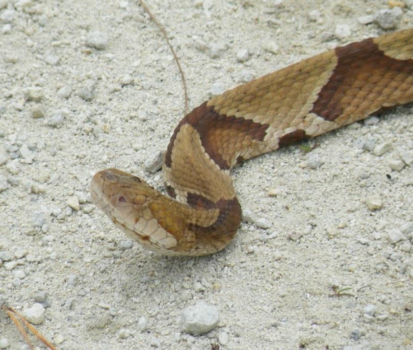 SUMMIT WILDLIFE HAZARDS Copperhead Copperheads are usually colorful and strikingly patterned snakes. They derive their name from the copper-like coloring of the head.
