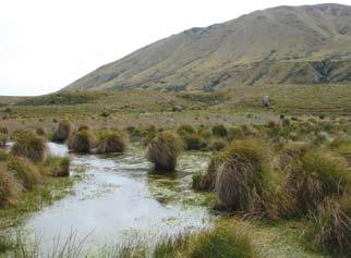 Tenehaun Conservation Area Tenehaun is part of Moorhouse Range, which is to the east of the Rangitata River.