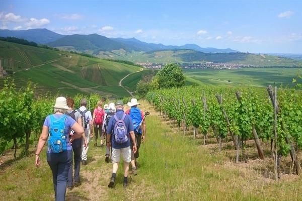 Day: 2 - Kaysersberg (B,D) Our walk today serves as an introduction to the Alsatian countryside.