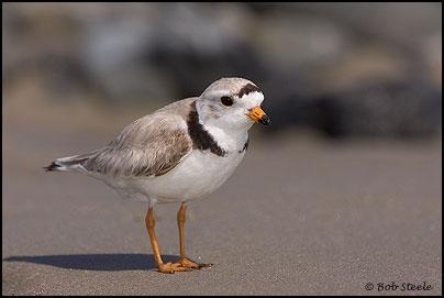 Depending upon the group, the piping plover utilizes Fort Fisher State Recreation area year round: breeding pairs from late April until late July; fall migrants from July through November; winter
